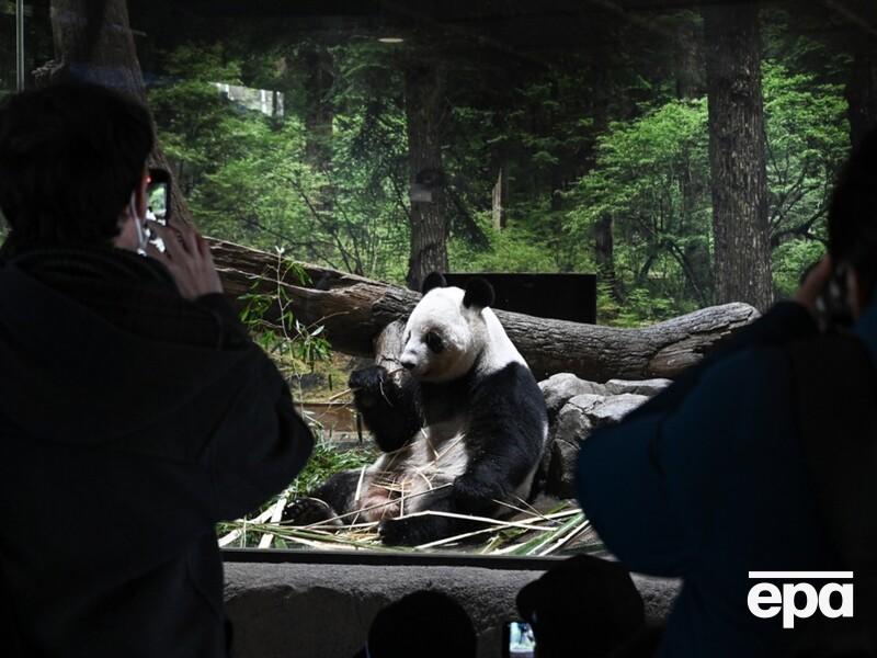 Китай забрал у Японии панд из-за обострения отношений. Люди провожали их со слезами. Фото