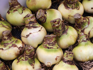 Пять правил, которые помогут вырастить рассаду лилии к новому сезону