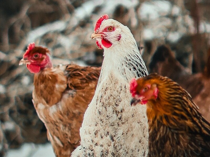 Куры будут в тепле, если сделаете это с помощью простого предмета