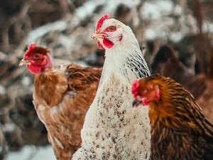 Куры будут в тепле, если сделаете это с помощью простого предмета