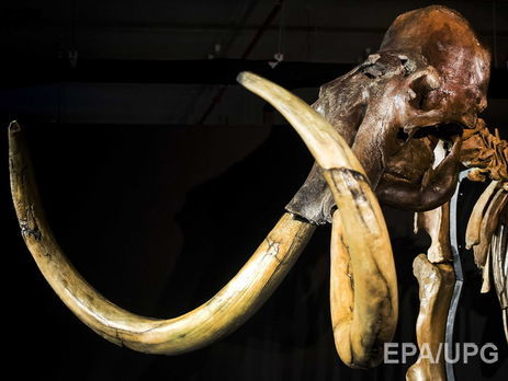 Шерстисті мамонти вимерли через мутацію гена – учені