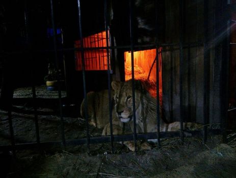 У Запоріжжі на відвідувача лазні напав лев