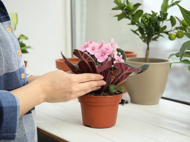 Фиалка. Как обрезать