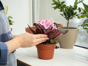 Как омолодить фиалку. Простой метод укоренения верхушки