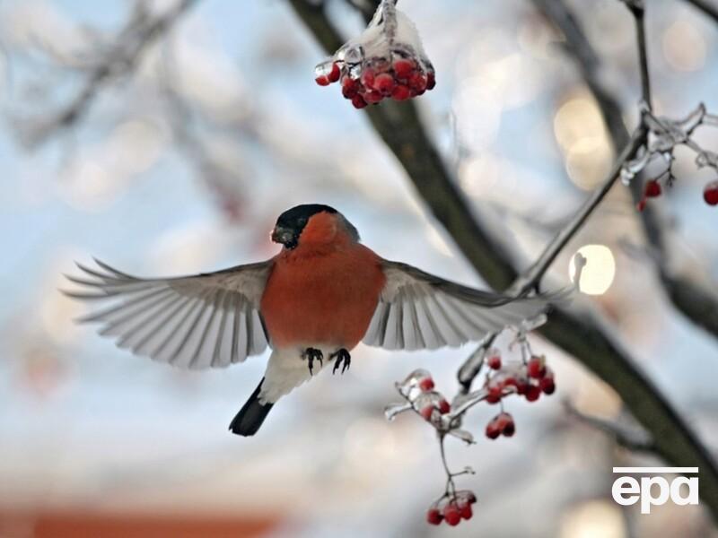 Погода в феврале удивит. Синоптик объяснил, чего ждать в Украине