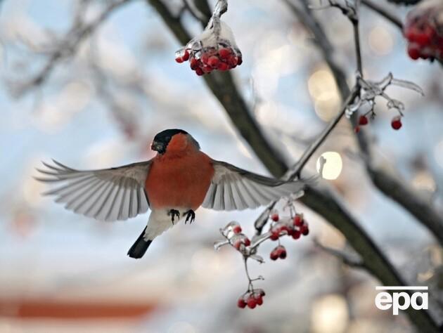 Погода в лютому здивує. Синоптик пояснив, чого чекати в Україні 