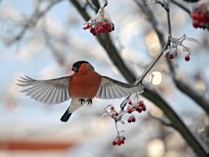 Погода в лютому здивує. Синоптик пояснив, чого чекати в Україні 