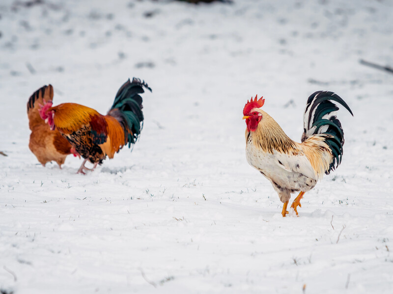 "Спостерігаємо ультраполярне вторгнення". Синоптикиня розповіла, доки триватимуть сильні морози
