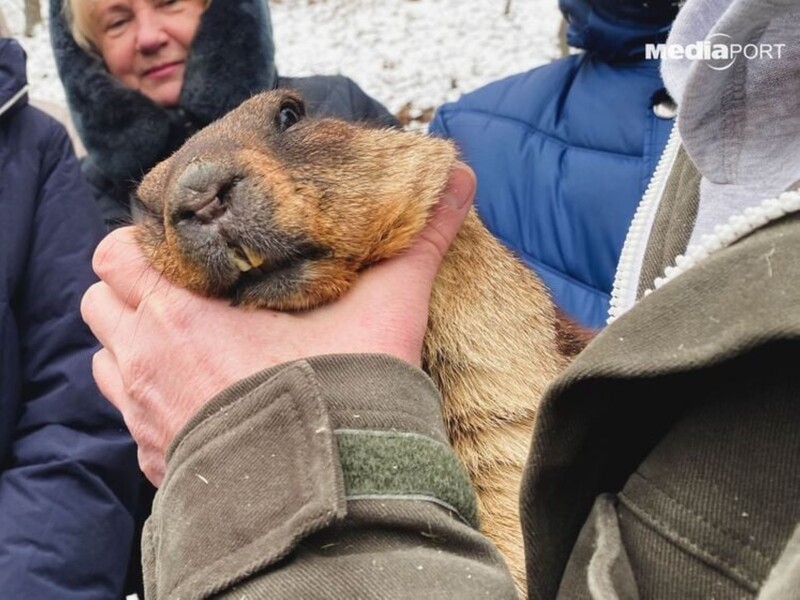Зоозащитники возмутились многолетней традицией будить сурка Тимку ради прогноза погоды