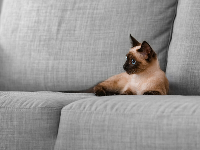 У Таїланді визнали кішок двигуном економіки