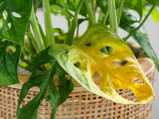 Сім способів швидко відновити будь-яку кімнатну рослину після надмірного поливу