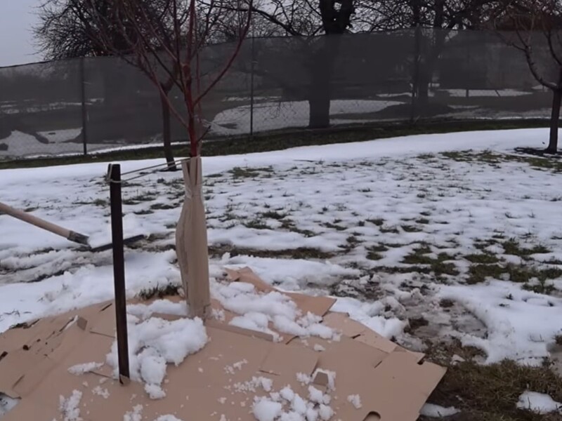 Этот совет спасет сад от вымерзания. Садовод рассказал, как защитить саженцы от сильных морозов