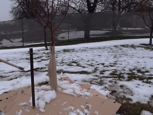 Этот совет спасет сад от вымерзания. Садовод рассказал, как защитить саженцы от сильных морозов