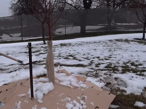 Этот совет спасет сад от вымерзания. Садовод рассказал, как защитить саженцы от сильных морозов