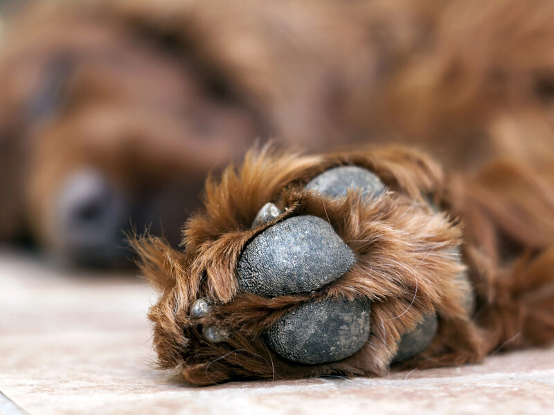 "Хочеш жити, умій вертітися". У Житомирській області розслідують відео, на якому дівчина стріляє в собаку