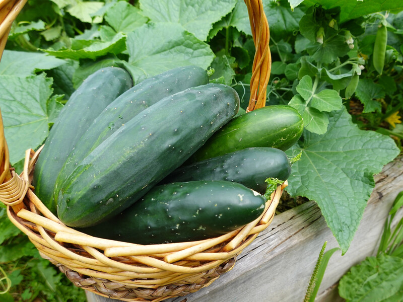 Точные даты, когда нужно высевать семена огурцов на рассаду. Огородник раскрыл секрет щедрого урожая