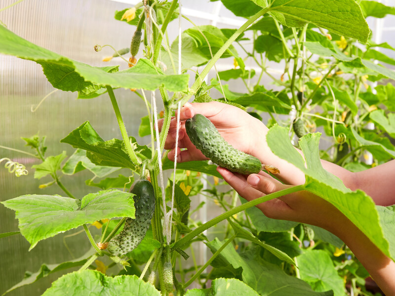 Много пустоцветов и плохой урожай. Огородник назвал три сорта огурцов, которые не оправдали ожиданий