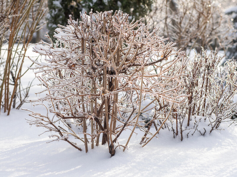 Що зробити на городі в лютому? Сім важливих пунктів