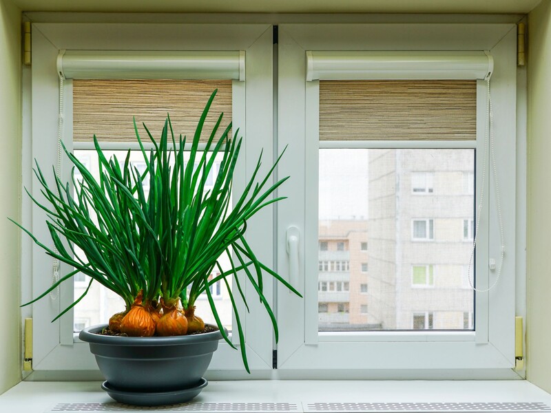 Необычный, но очень эффективный способ вырастить зеленый лук без земли и грязи на подоконнике