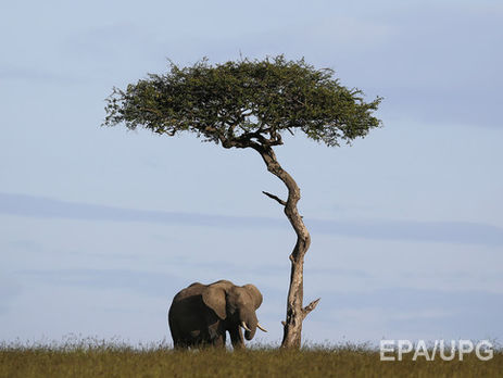 У Кенії браконьєри вбили одного з найбільших і найстаріших слонів