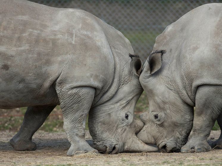 В зоопарке Франции браконьеры убили белого носорога