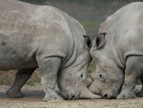Зловмисники вбили одного із трьох білих носорогів у французькому зоопарку