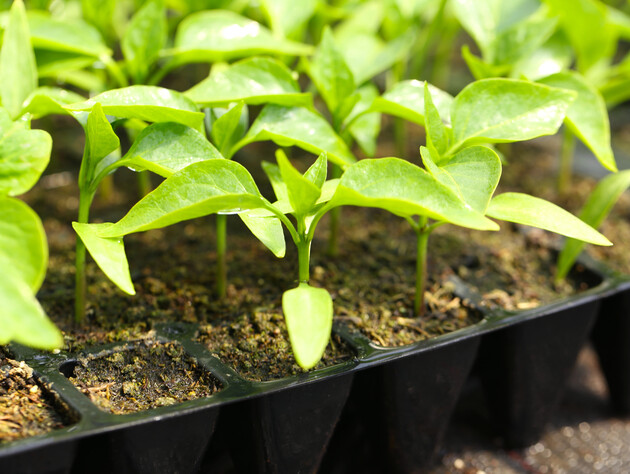 Почніть вирощувати цю розсаду в лютому – і влітку отримаєте неймовірний врожай
