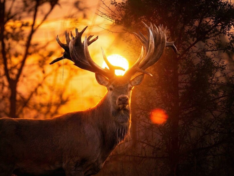 "Олень світового рівня був убитий". Стало відомо про смерть рекордсмена Руні