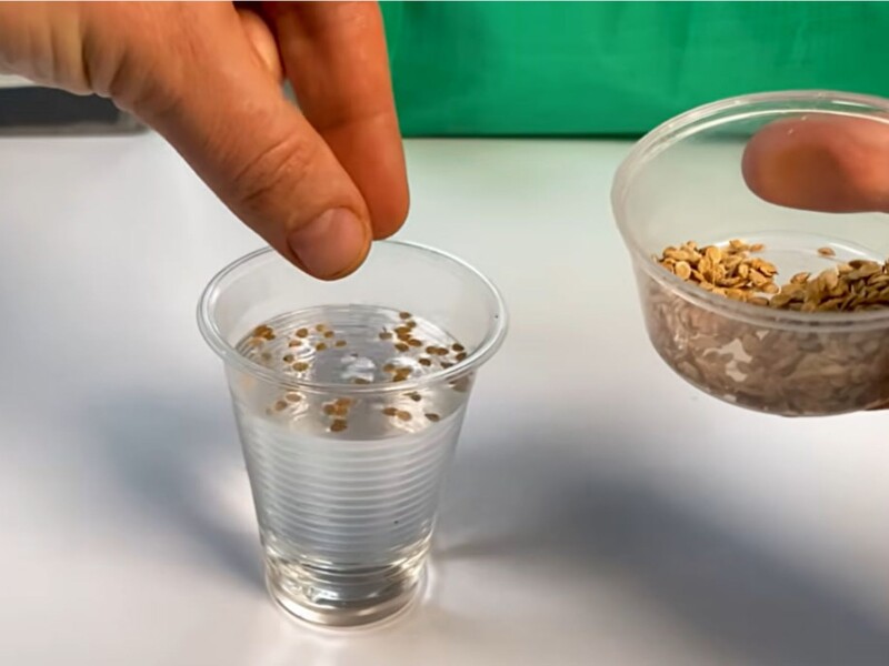 Оставьте в этой жидкости семена на 12 часов – и получите быстрые всходы. Совет опытного огородника