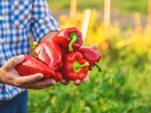 Виберіть ці два сорти перцю – і гарантовано будете збирати найщедріший урожай
