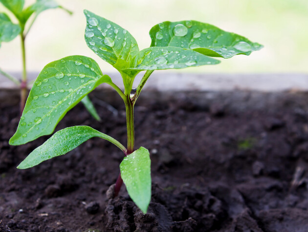 Зробіть з розсадою перцю просту маніпуляцію – й отримаєте ранні сходи
