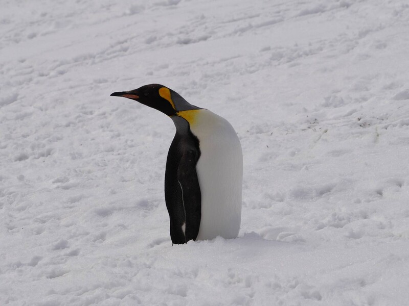Украинцы в Антарктиде неожиданно встретили животное, живущее за 2 тыс. км. Фото