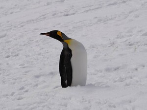 Украинцы в Антарктиде неожиданно встретили животное, живущее за 2 тыс. км. Фото
