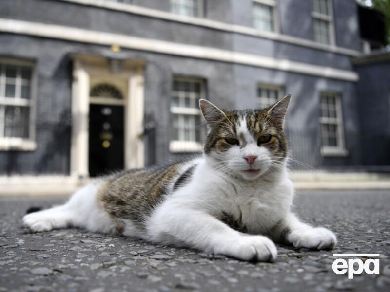 "Перший кіт" Великобританії святкує 15 років у резиденції прем'єрів. Відео