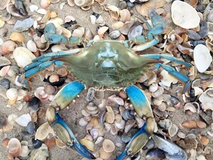 У Чорному морі вперше виявили блакитного краба з атлантичного узбережжя Америки. Фото, відео