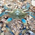 У Чорному морі вперше виявили блакитного краба з атлантичного узбережжя Америки. Фото, відео