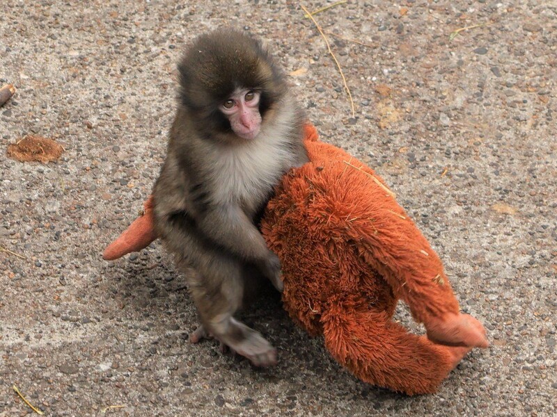 Детеныш обезьяны повсюду носит за собой плюшевую "маму", потому что настоящая его бросила. Видео