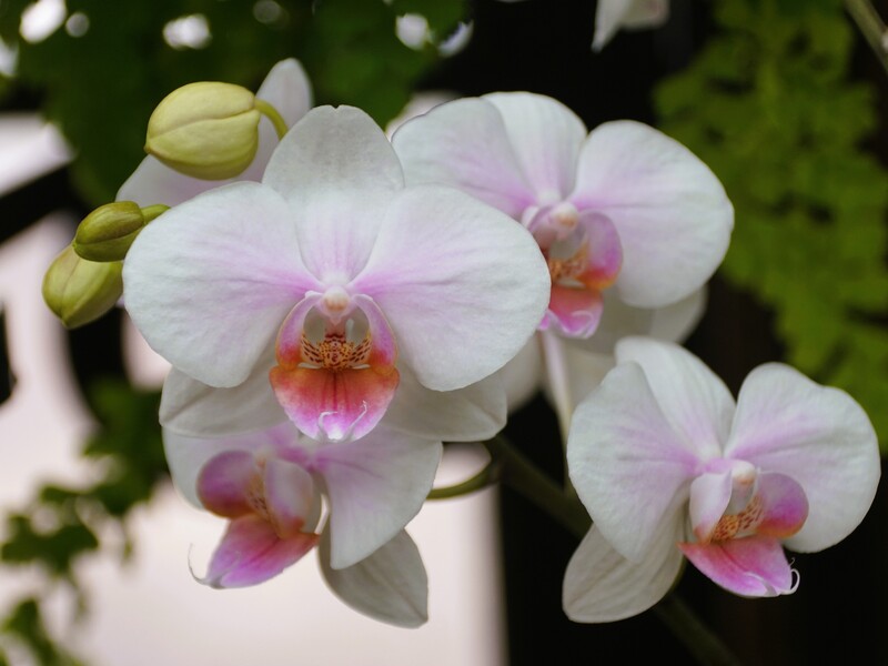 Поріжте цей овоч і збийте блендером. Завдяки цьому натуральному добриву орхідеї будуть усипані квітами