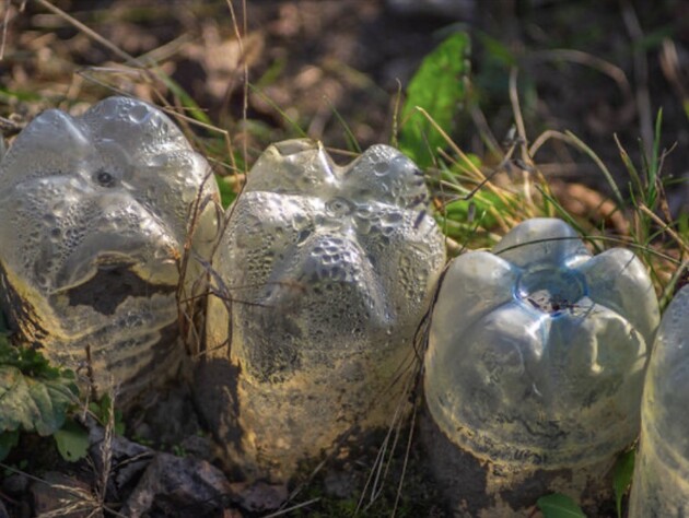 Морква, горох, рукола і ще чотири прості рослини, які можна саджати в лютому просто у ґрунт