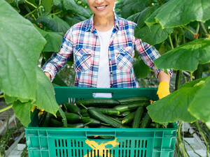 Замочите семена огурцов в этом растворе без химии – устанете собирать урожай в сезон