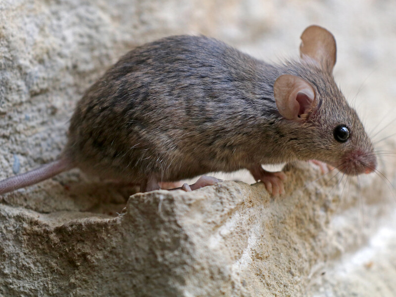 Мыши покинут ваше жилье благодаря этим методам борьбы. Три способа прогнать вредителей без химии
