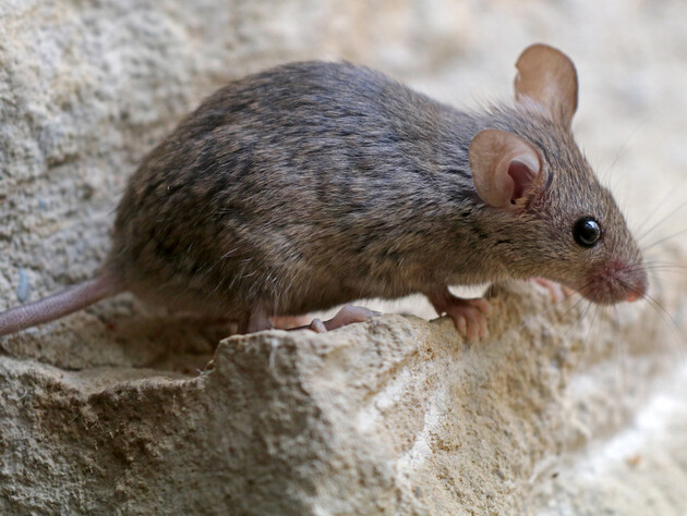 Миші покинуть ваше житло завдяки цим методам боротьби. Три способи прогнати шкідників без хімії