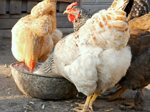 Замочите в этом своим курам зерно – и в доме всегда будет полно яиц. Рецепт эффективной подкормки