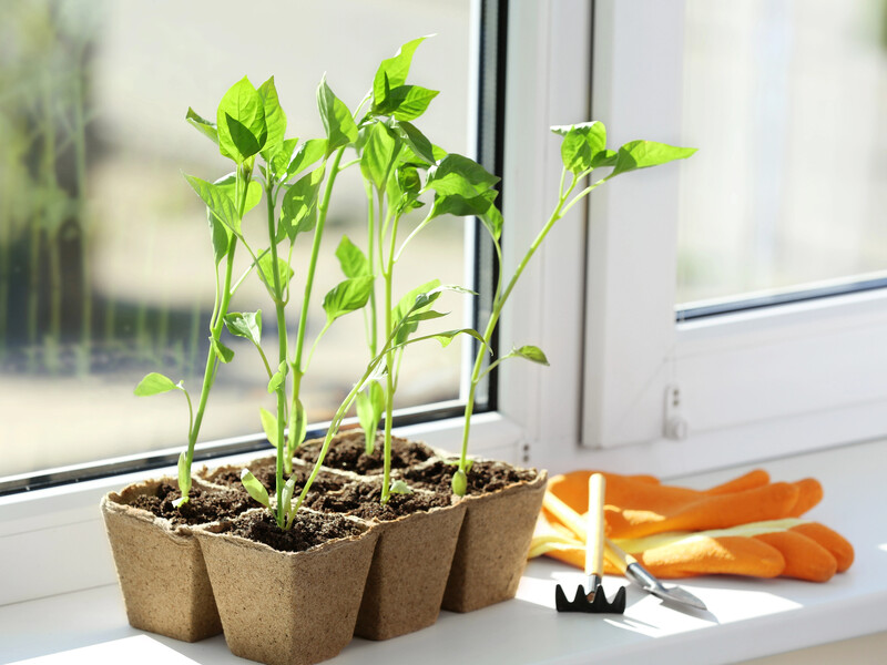 Зробіть це з контейнерами, у яких вирощуєте розсаду – вона швидко піде в ріст