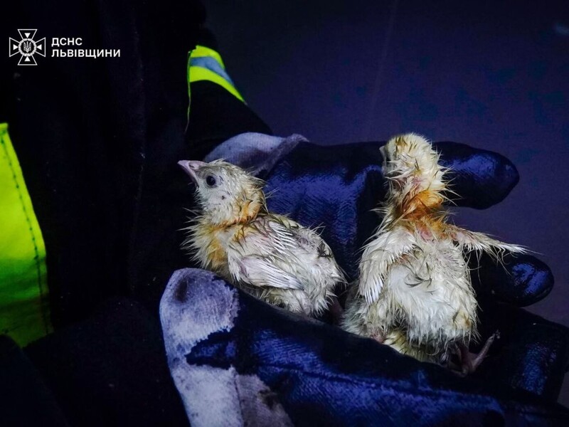 23 тис. курчат урятували від загибелі під час пожежі у Львівській області. Фото