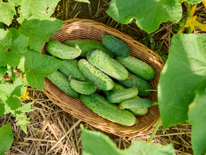 Эти три сорта огурцов обеспечат гигантский урожай хрустящих и качественных плодов
