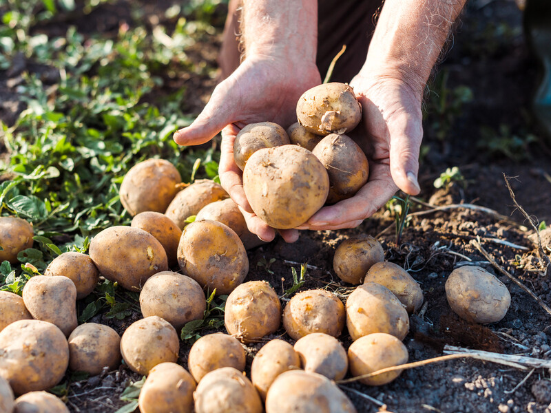 Неприхотливые в уходе, очень вкусные в блюдах. Пять лучших сортов картофеля для украинских огородов