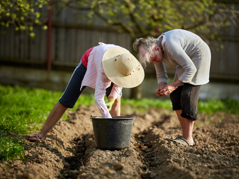 Положите это в каждую лунку – и картофель завалит урожаем. Секретный метод подкормки без лишних расходов