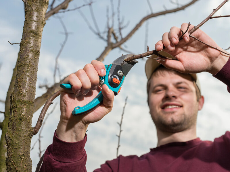 Плоди будуть величезними, а шкідники не зіпсують саду. Правила обрізання дерев навесні