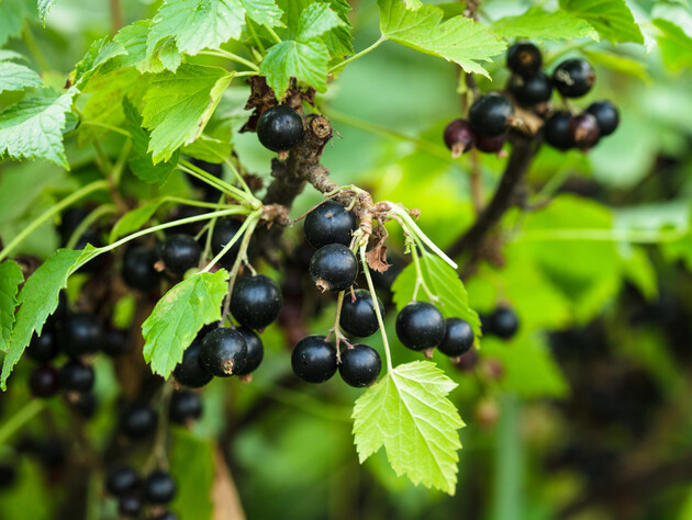 Підживіть цим смородину, щоб влітку отримати рекордний урожай ягід